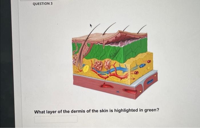 Solved QUESTION 3 What layer of the dermis of the skin is | Chegg.com