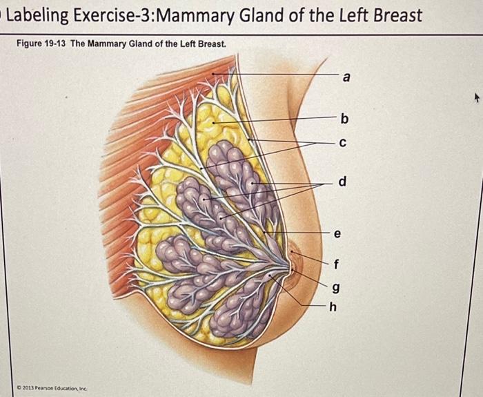 Breast Anatomy Labeling Diagram