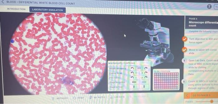 Solved BLOOD - DIFFERENTIAL WHITE BLOOD CELL COUNT | Chegg.com