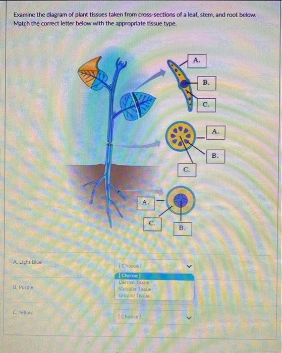 Solved Examine the diagram of plant tissues taken from