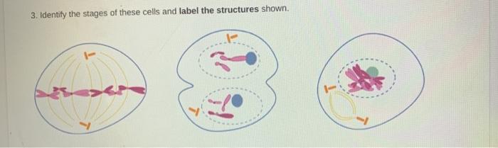 Solved 3. Identify the stages of these cells and label the | Chegg.com