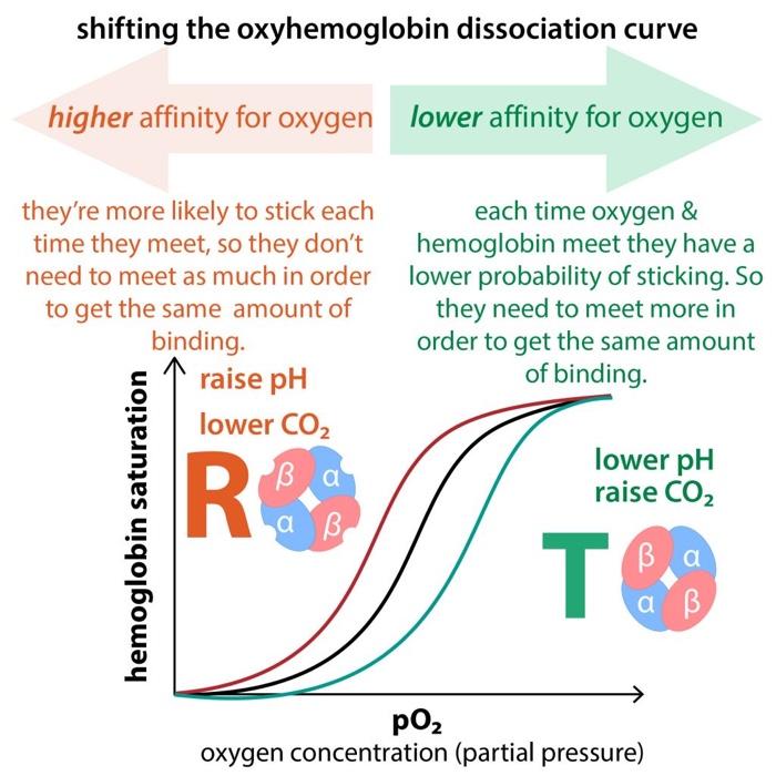 Solved shifting the oxyhemoglobin dissociation curve higher
