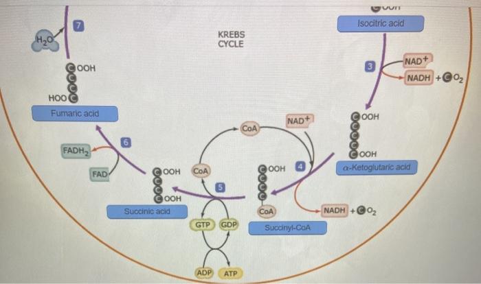 Solved Label the compounds produced in each step of the | Chegg.com