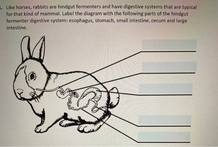 solved-1-like-horses-rabbits-are-hindgut-fermenters-and-chegg