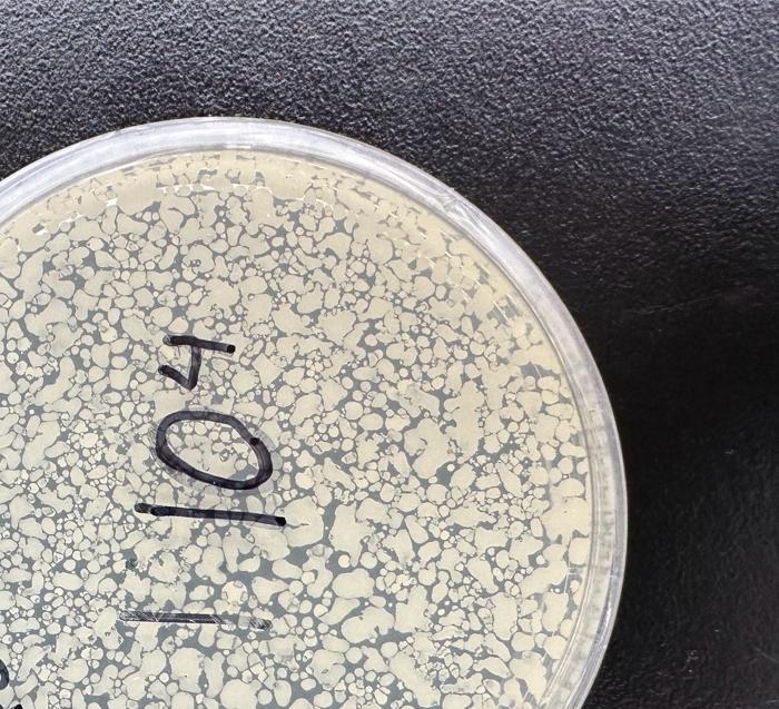 Solved 102 EXERCISE 11 ISOLATION OF BACTERIA BY DILUTION