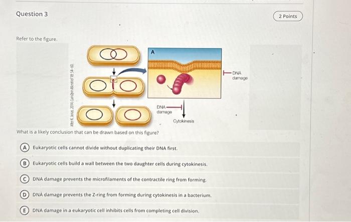 Solved Replication of DNA in a eukaryotic cell occurs during | Chegg.com