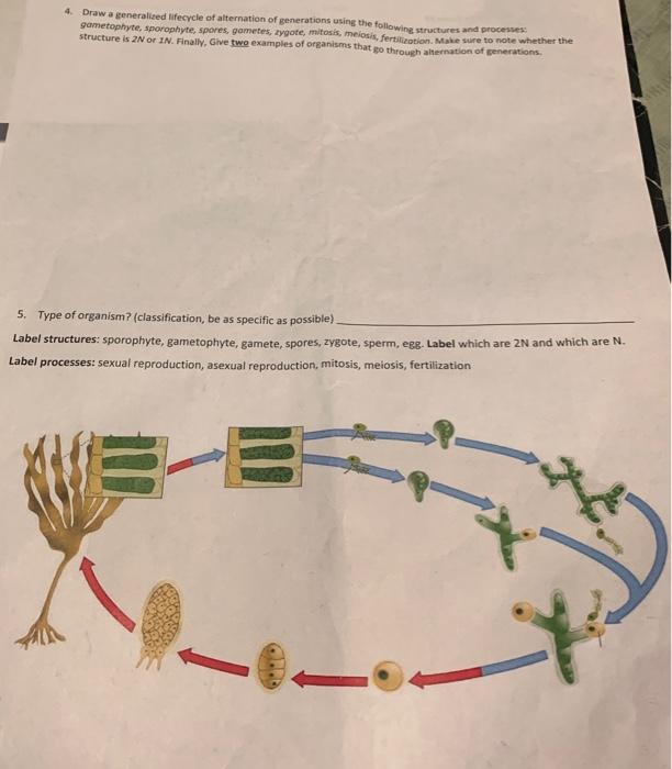 Solved 4. Draw a generalised lifecycle of alternation of | Chegg.com