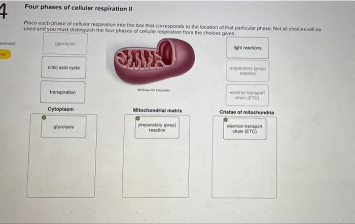 1 Four phases of cellular respiration II Place each | Chegg.com