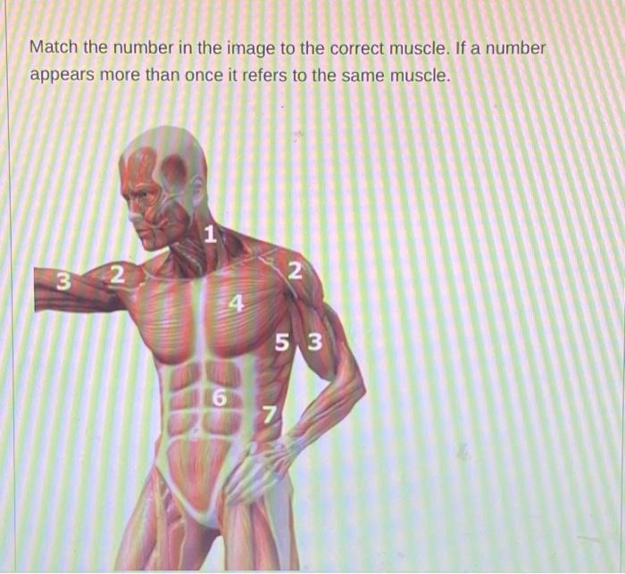 Solved Match the number in the image to correct muscle is | Chegg.com