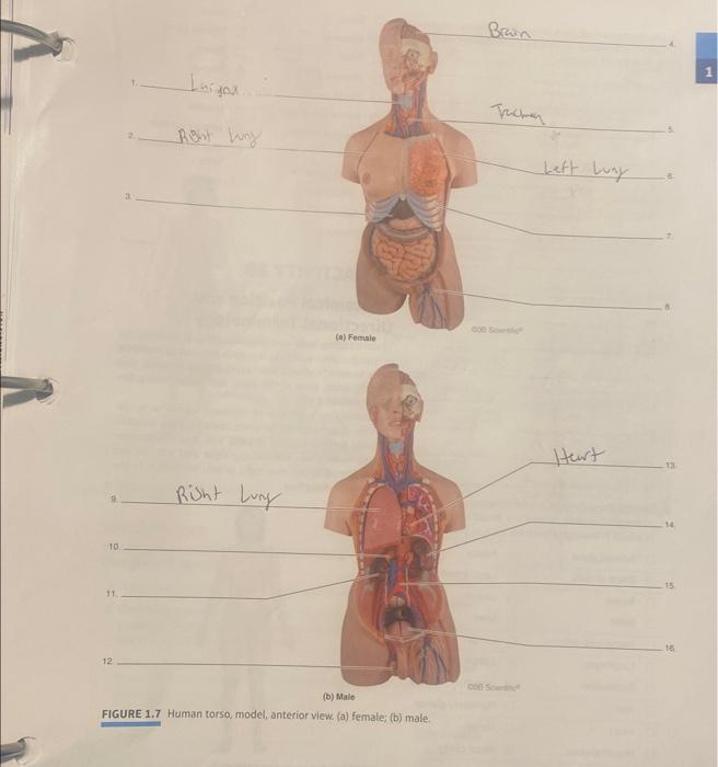Solved FIGURE 1.7 Human torso, model, anterior view (a)
