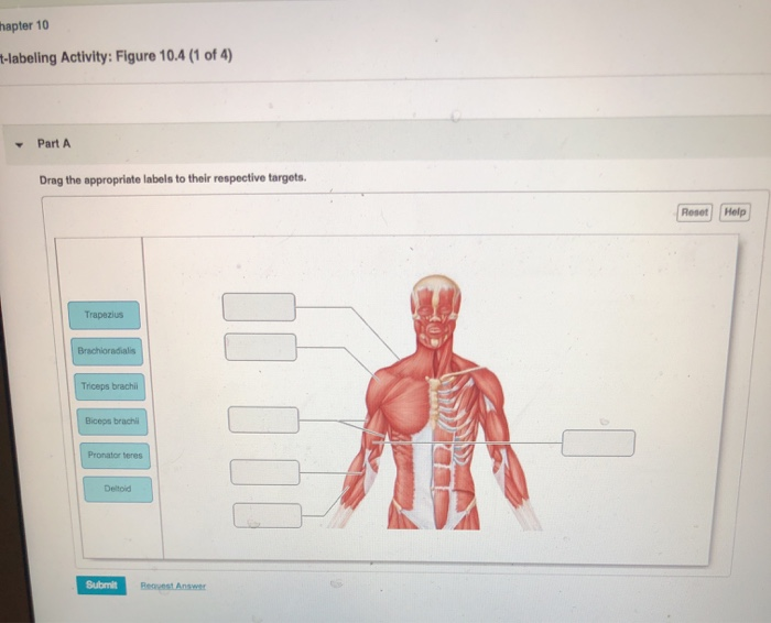 Solved Thapter 10 t-labeling Activity: Figure 10.4 (1 of 4) | Chegg.com