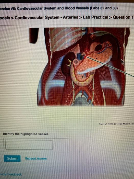 Solved Identify The Highlighted Vessel. Submit Request | Chegg.com