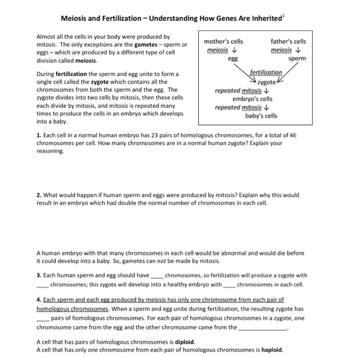 Mitosis, Meiosis, and Fertilization