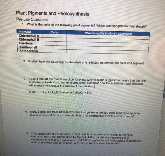 Plant Pigments And Photosynthesis Pre Lab Questions Chegg 