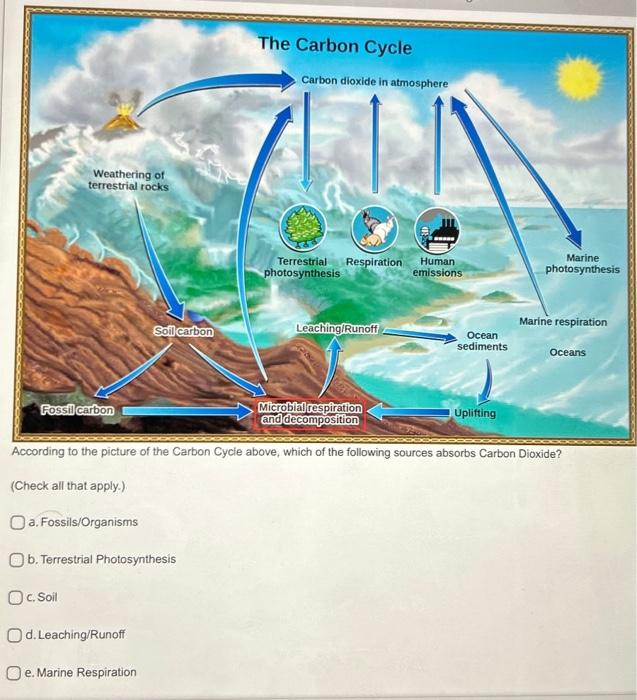 Solved According to the picture of the Carbon Cycle above, | Chegg.com