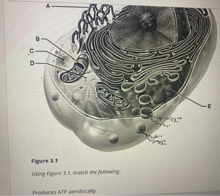 Solved А B C D aren m Figure 3.1 Using Figure 3.1, match