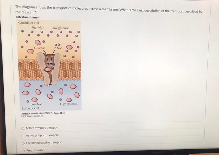 Solved The diagram shows the transport of molecules across a | Chegg.com