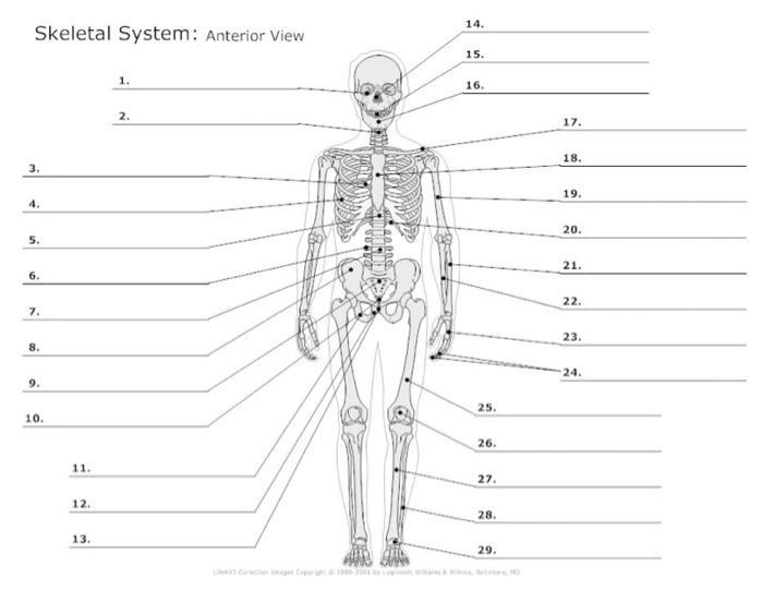 Solved: Please Help Me Fill In The Blanks For The Anterior... | Chegg.com