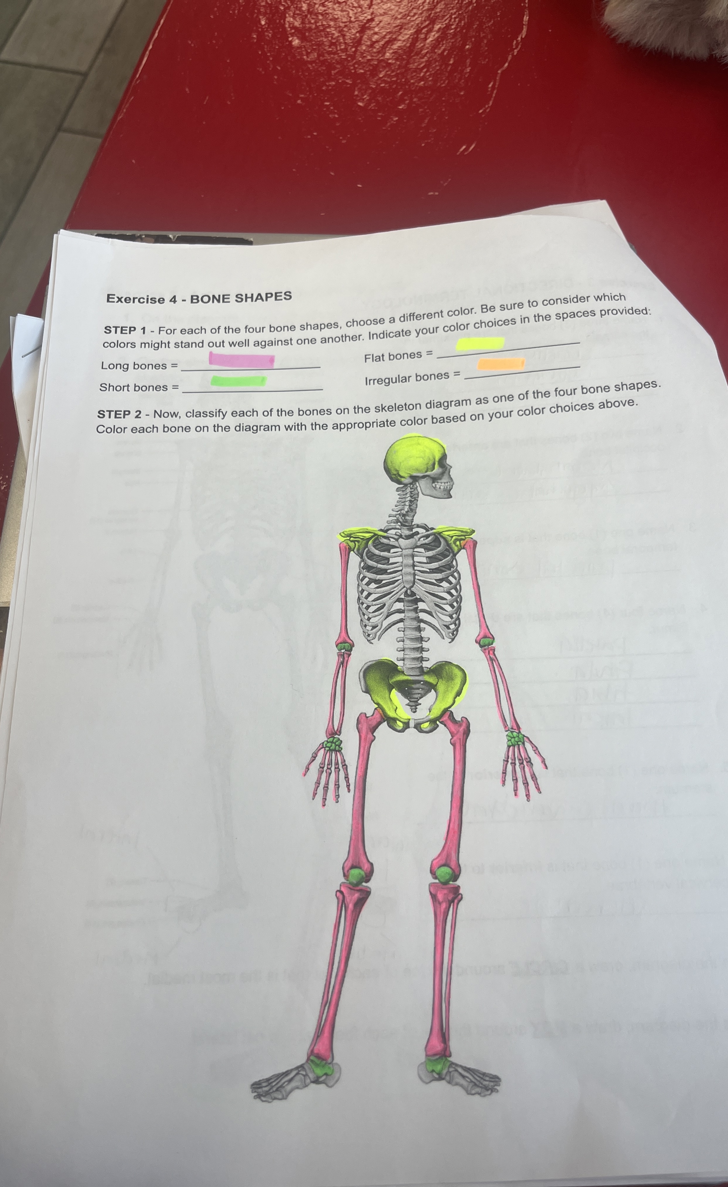 Exercise 4 - ﻿BONE SHAPESSTEP 1 - ﻿For each of the | Chegg.com