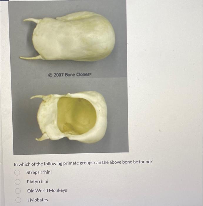 Solved 25 Identify The Following Primate By Selecting The | Chegg.com