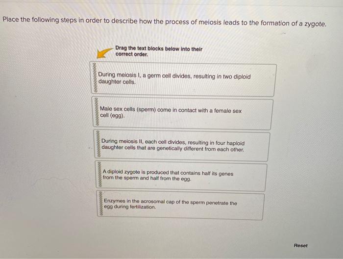 Solved Place the following steps in order to describe how | Chegg.com