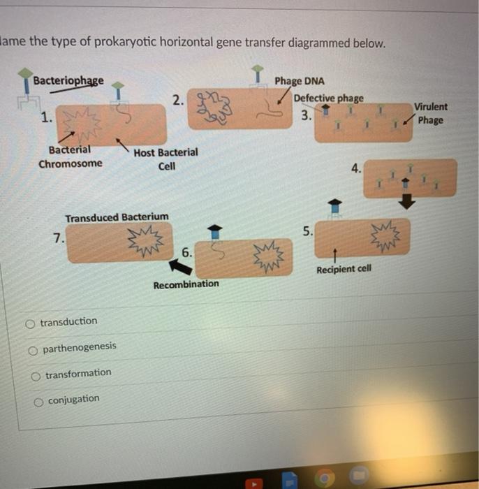 Solved lame the type of prokaryotic horizontal gene transfer | Chegg.com