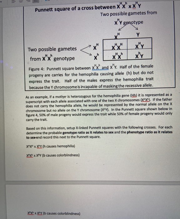 Solved = = Punnett square of a cross between x"x"xx"Y Two | Chegg.com
