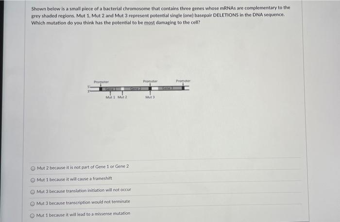 Solved Shown below is a small piece of a bacterial | Chegg.com