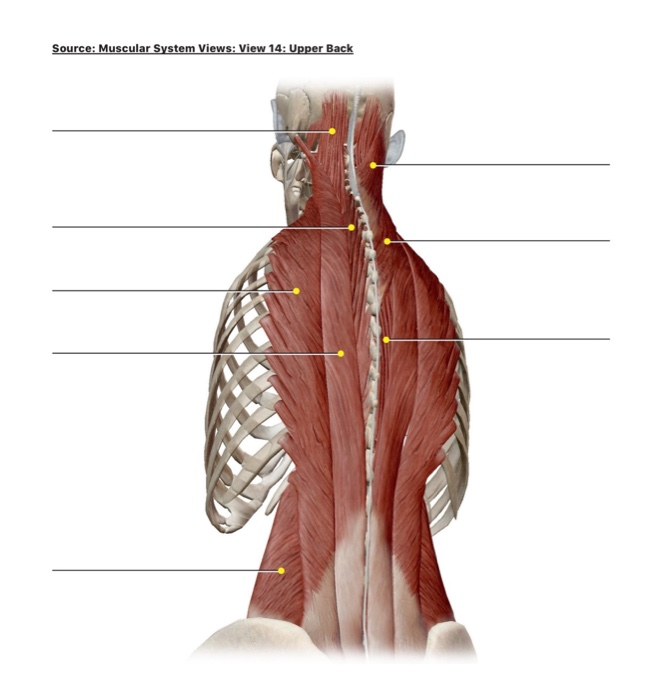 Solved Source Muscular System Views View 14 Upper Back Chegg Com