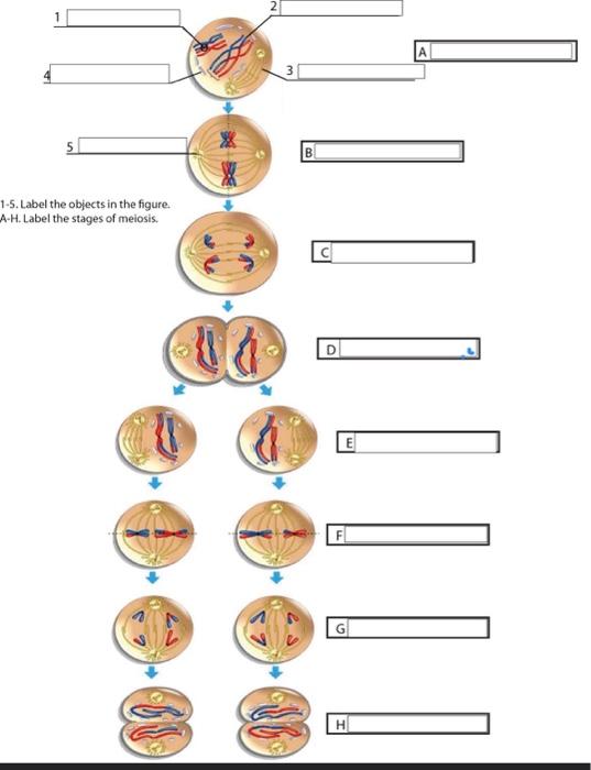 Solved 14. Are the daughter cells after meiosis I haploid or | Chegg.com