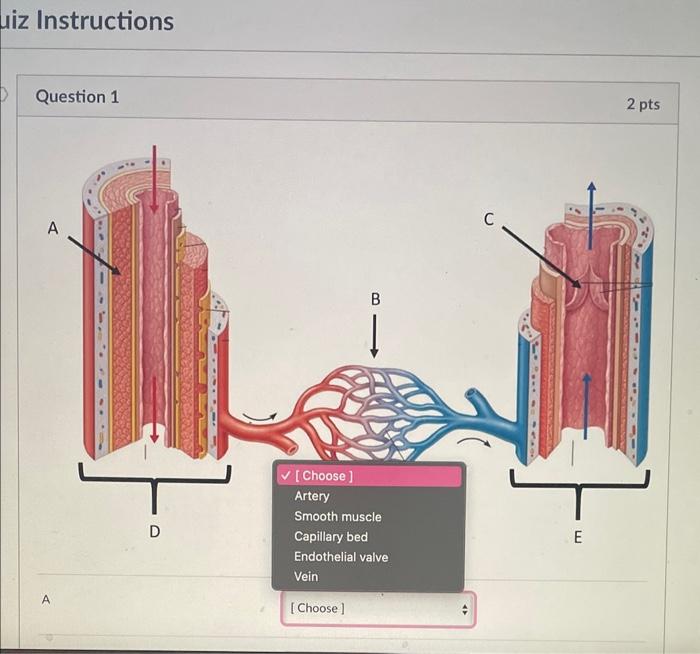 Solved uiz Instructions Question 1 2 pts v [Choose] Artery | Chegg.com