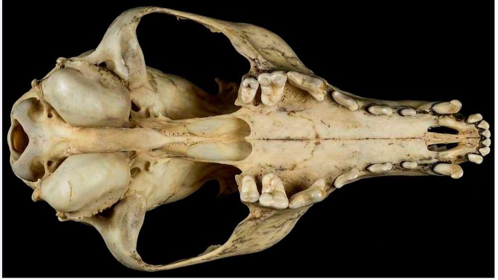 Solved Identify the correct dentition formula for this