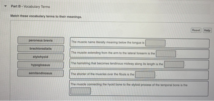 Solved Part B - Vocabulary Terms Match these vocabulary | Chegg.com