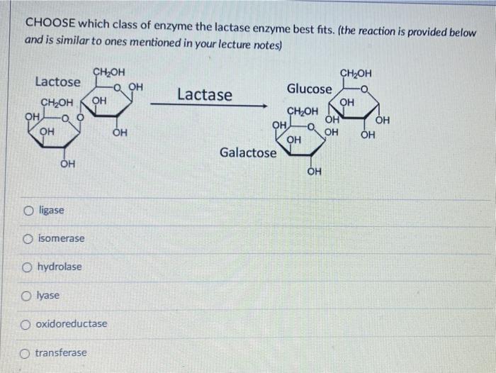 Solved CHOOSE which class of enzyme the lactase enzyme best