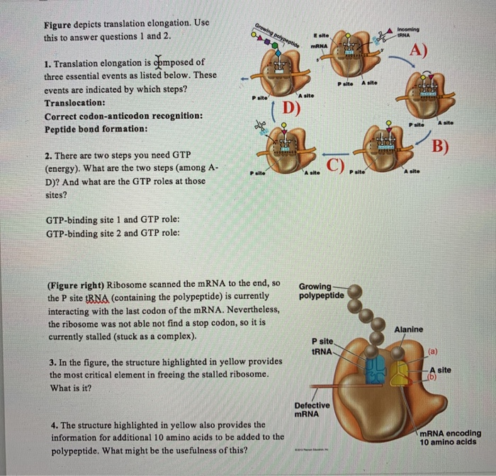 Solved (Figure right) There was a point mutation in the DNA | Chegg.com