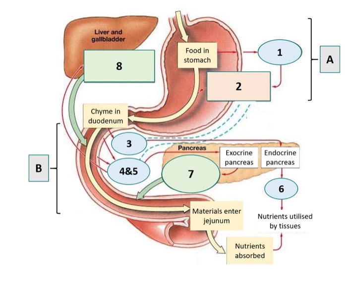 Solved Liver and gallbladder Food in stomach 1 A 8 2 Chyme | Chegg.com