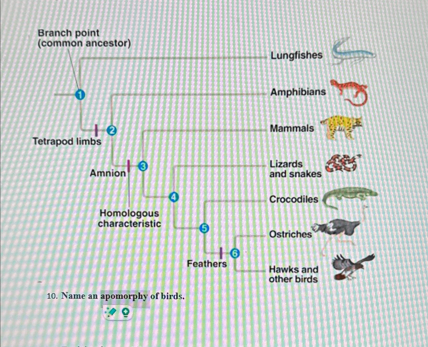 Solved Branch point (common ancestor)LungfishesTetrapod | Chegg.com