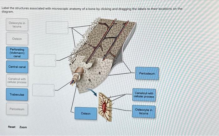 Solved Label The Structures Associated With Microscopic | Chegg.com