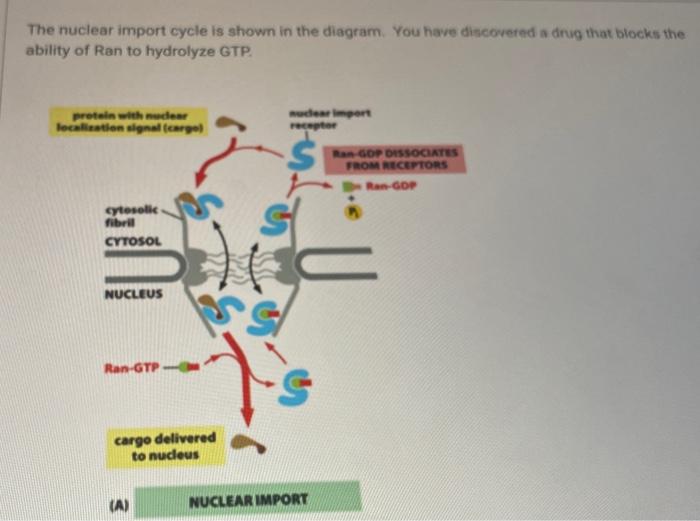 Solved The nuclear import cycle is shown in the diagram. You | Chegg.com