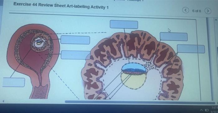 Exercise 44 Review Sheet Art-labeling Activity 1 | Chegg.com