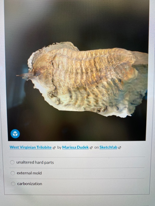 Solved West Virginian Trilobite by Marissa Dudek on | Chegg.com