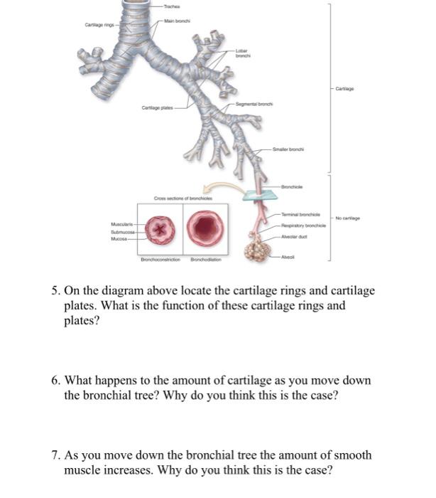 Solved 1. The trachea branches into two passageways, what