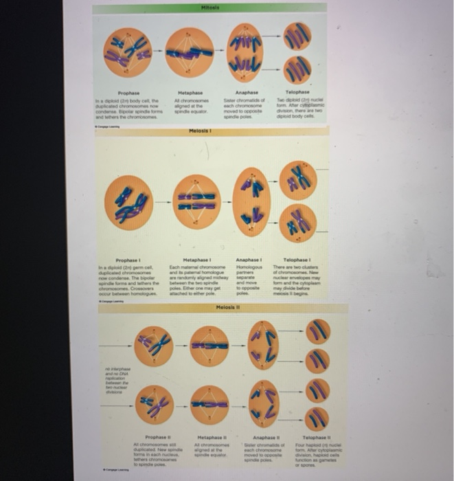 biology homework meiosis