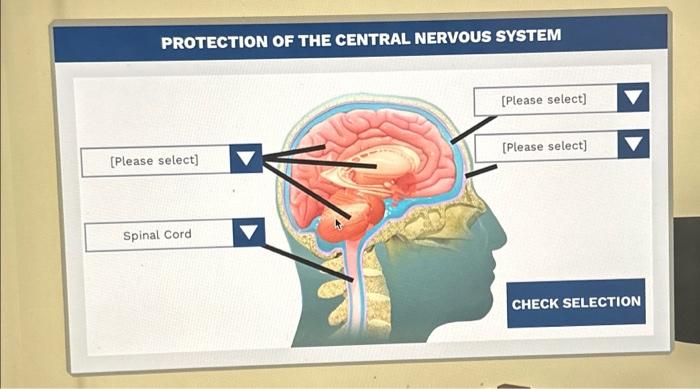 PROTECTION OF THE CENTRAL NERVOUS SYSTEM [Please | Chegg.com