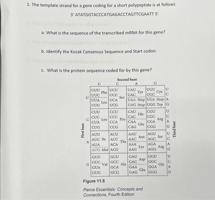 Solved The template strand for a gene coding for a short | Chegg.com