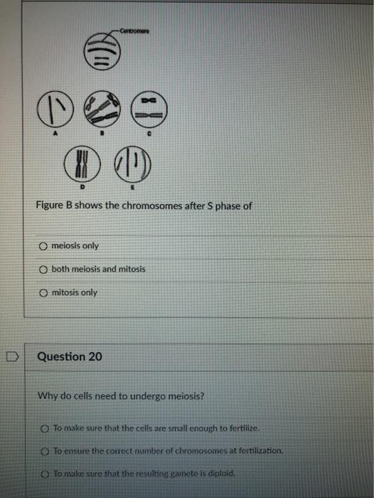Solved Само (W ① (1) Figure B shows the chromosomes after S | Chegg.com
