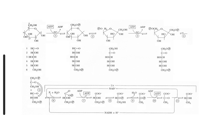 Solved 6. Determine the number of ATP and NADH produced by | Chegg.com