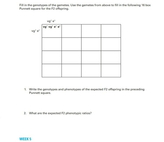 Solved Fill in the genotypes of the gametes. Use the gametes | Chegg.com