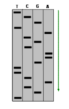 Solved by an EXPERT A DNA sequencing gel is shown below. (The Sanger ...