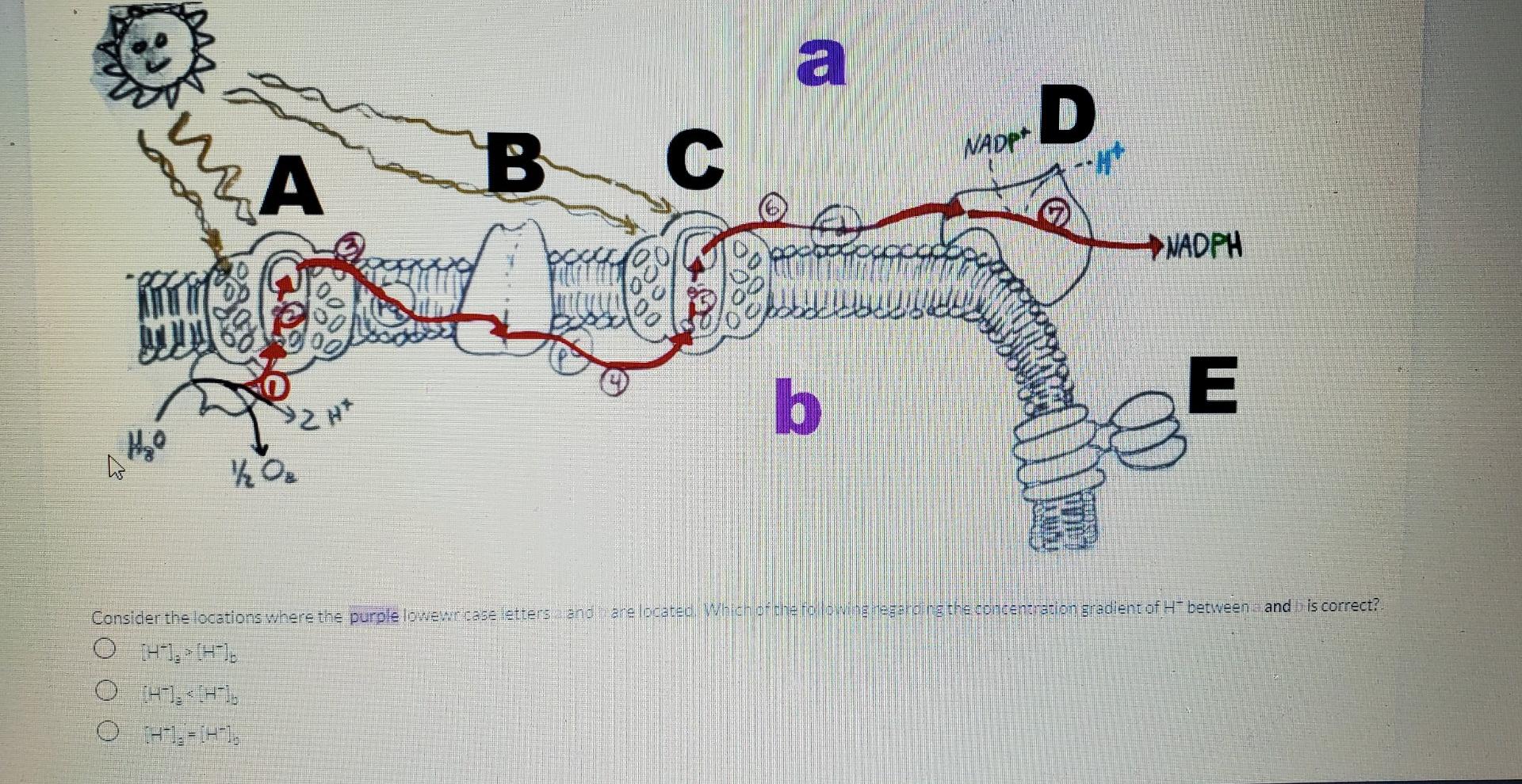 Solved A D Nadpt B A C M Nadph B E Oz From A E Cap Le Chegg Com